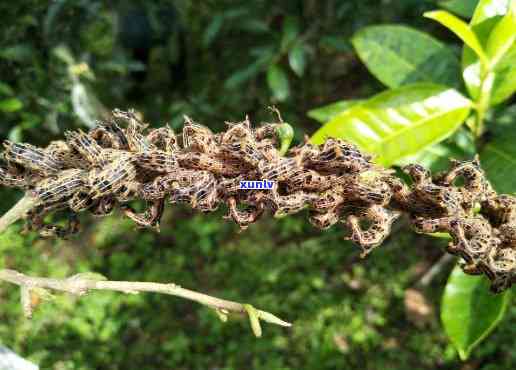 茶叶里面的小黑虫：识别与应对