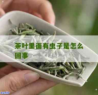 茶叶里黑色的小虫子-茶叶里黑色的小虫子是什么