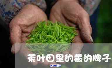 茶叶田里的黄的牌子-茶叶地里的小黄牌