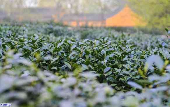 茶叶田里的黄的牌子-茶叶地里的小黄牌