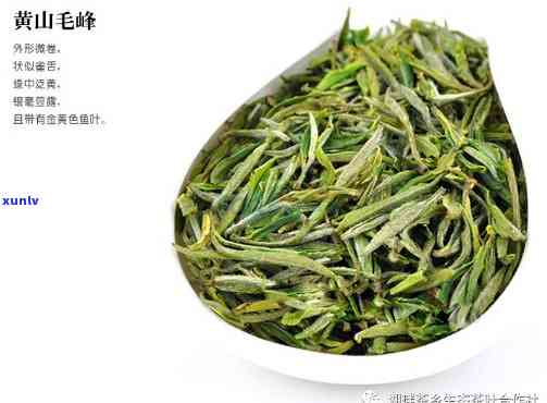 黄山茶叶插个黄牌子：品种、含义全解析