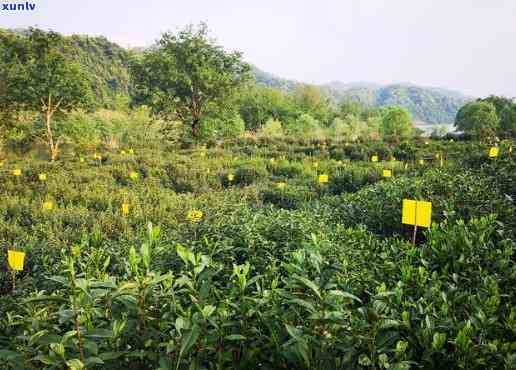 黄山茶叶插个黄牌子好吗，黄山茶叶：是否应该插上黄色标签？