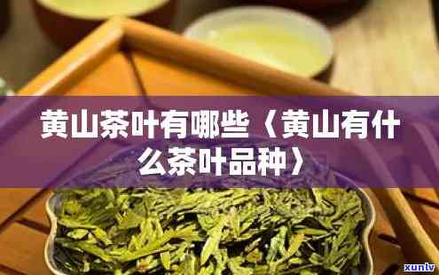 黄山茶叶树插黄色牌子是什么意思，揭秘：为什么黄山茶叶树要插上黄色牌子？