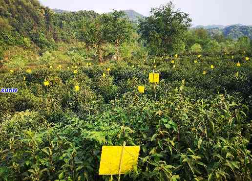 黄山茶叶插个黄牌子-黄山茶叶插个黄牌子什么意思啊