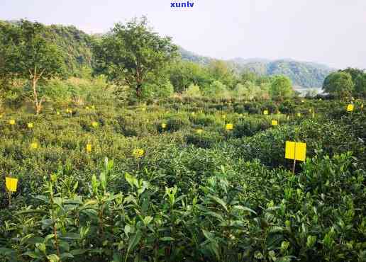 黄山茶叶插个黄牌子-黄山茶叶插个黄牌子什么意思啊