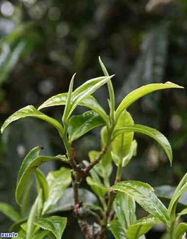 永德县忙肺茶饼的图片：临沧永德忙肺古茶特点揭秘