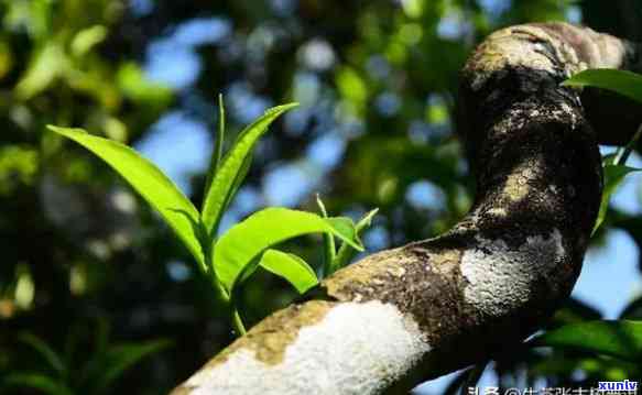 临沧勐库古树茶特点介绍，探寻古韵：临沧勐库古树茶的独特魅力