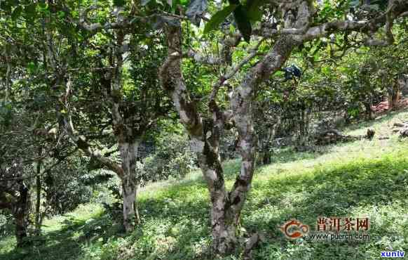 临沧勐库古树茶特点是什么，探寻临沧勐库古树茶的独特魅力