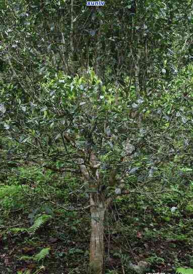 地界古树茶口感特点详细解析