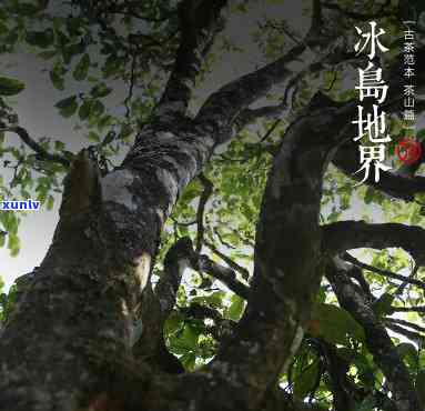 地界古树茶口感特点-冰岛地界古树茶口感特点