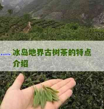 地界古树茶口感特点-冰岛地界古树茶口感特点