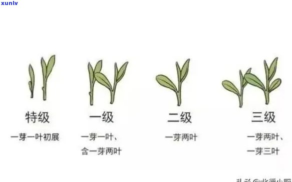 特级茶叶的质量标准是多少，揭秘特级茶叶的质量标准是什么？