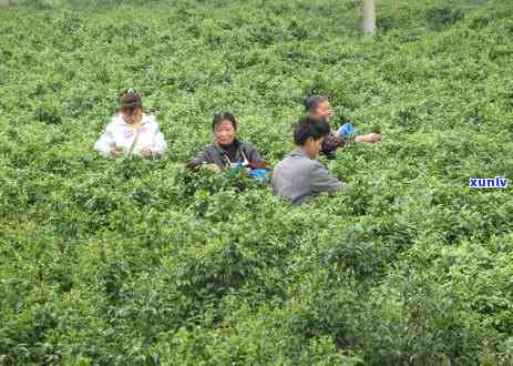 我国现行的茶叶标准按标准管理权限，理解茶叶标准：我国现行茶叶标准按标准管理权限划分