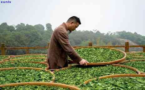 茶叶的含水量标准：要求与实测结果