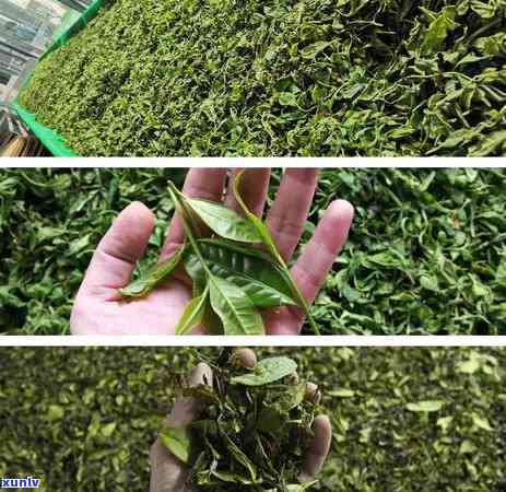 茶叶的含水量标准：要求与实测结果