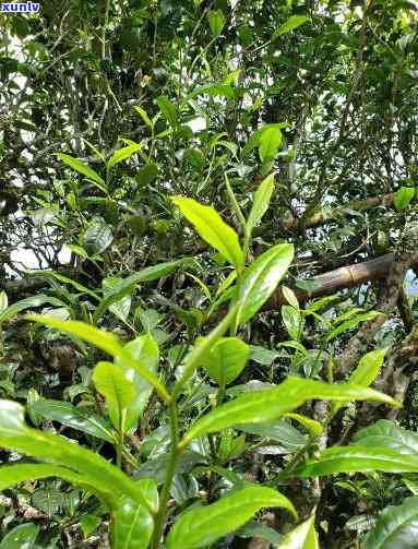 勐库坝卡古树茶特点-勐库坝卡百年古树茶