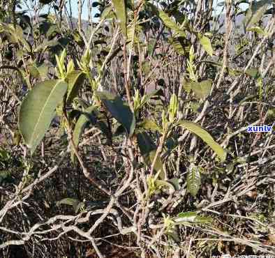 临沧藤条茶跟大树茶有什么区别，《详解：临沧藤条茶与大树茶的区别》