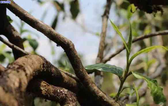 临沧藤条茶跟大树茶有什么区别，《详解：临沧藤条茶与大树茶的区别》