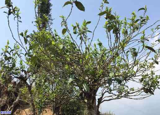 临沧藤条古树茶特点-临沧藤条茶的特点