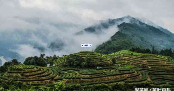 阿里山的茶叶为什么有香味，揭示阿里山茶叶香醇的秘密