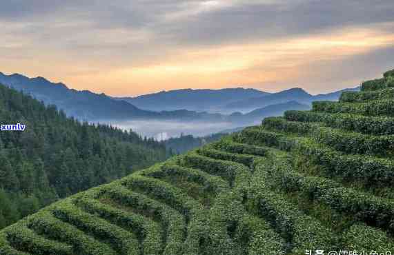 阿里山的茶叶为什么有香味，揭示阿里山茶叶香醇的秘密