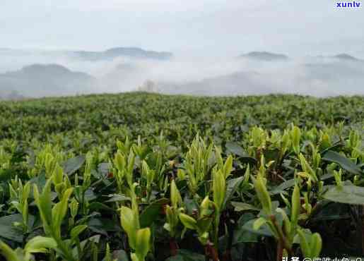 阿里山的茶叶为什么有香味，揭示阿里山茶叶香醇的秘密