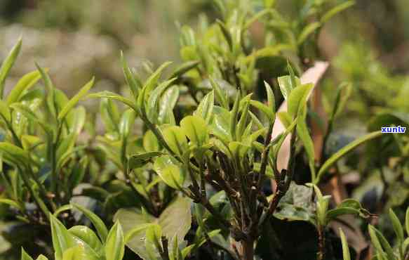 阿里山的茶叶为什么有香味，揭示阿里山茶叶香醇的秘密