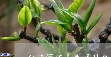 阿里山茶的特点全面解析