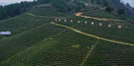 茶叶怎么变成茶，神奇的转化：从茶叶到茶的过程解析