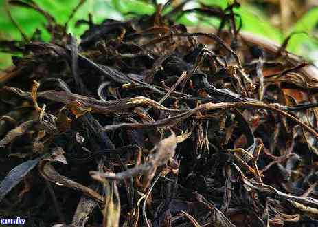 蟒蛇箐古树茶的特点口感，探秘蟒蛇箐古树茶：特别口感的来源与特点