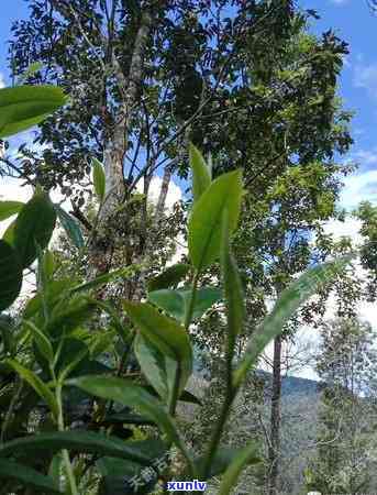 蟒蛇箐属于哪个茶山的茶，揭秘：蟒蛇箐属于哪座茶山的茶叶？