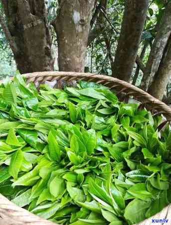 蟒蛇箐古树茶的特点-蟒蛇箐古树茶的特点口感