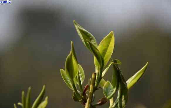 茶叶芽头肥壮技巧：如何让茶叶芽头更饱满？