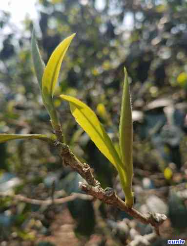 茶叶芽头肥壮技巧：如何让茶叶芽头更饱满？