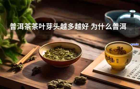 茶叶芽头大小对口感的影响：大好还是小好？