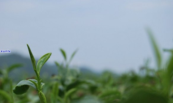 茶叶芽头大小对口感的影响：大好还是小好？