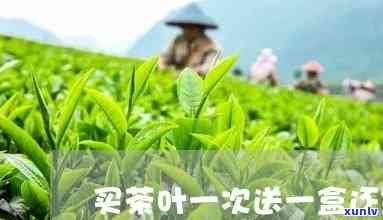 茶叶一斤有多少盒装-茶叶一斤有多少盒装的