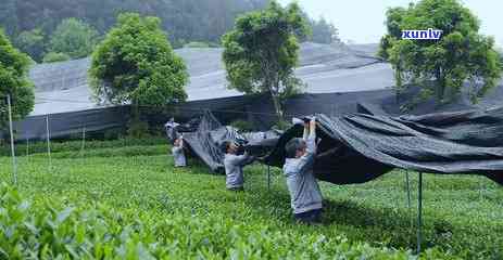 出口茶叶用什么包装-出口茶叶用什么包装好