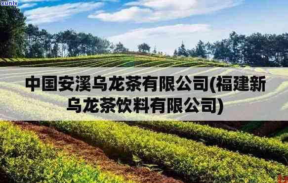 安溪县怡龙茶叶包装厂地址，安溪县怡龙茶叶包装厂详细地址揭晓！