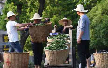 中国更大的茶叶包装-中国更大的茶叶包装市场在哪里