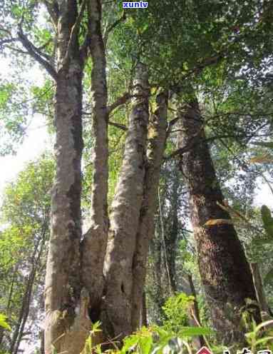 双江忙糯黄草林古树茶：价格、简介一网打尽