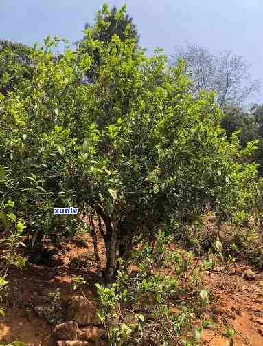 双江忙糯黄草林古树茶：价格、简介一网打尽