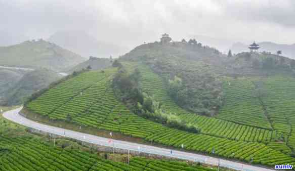 贵州六盘水茶叶山-贵州六盘水茶叶山有哪些