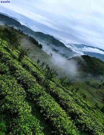 贵州六盘水茶叶山-贵州六盘水茶叶山有哪些