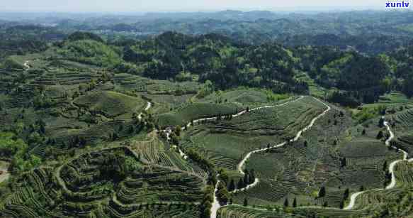 贵州六盘水茶叶山-贵州六盘水茶叶山有哪些