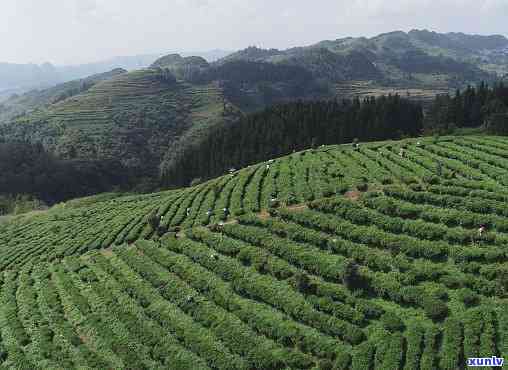 普洱熟茶碎银子价格-普洱熟茶碎银子价格及图片