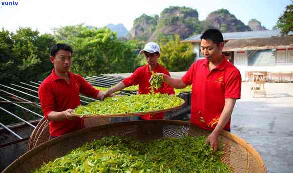 如何手工 *** 茶叶，从茶园到茶杯：手工 *** 茶叶的全过程