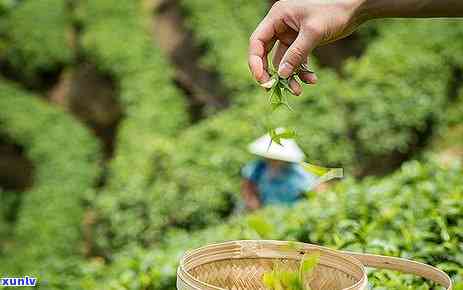 如何手工 *** 茶叶，从茶园到茶杯：手工 *** 茶叶的全过程