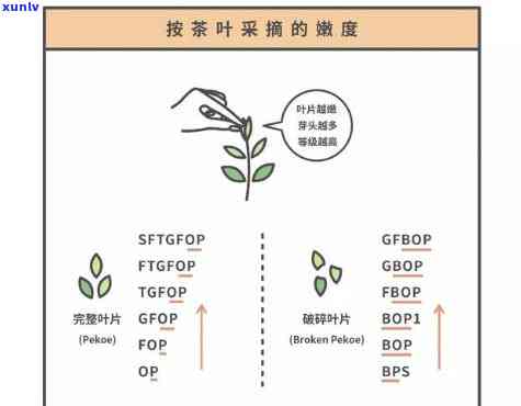 探究茶叶的多种饮用方式及其实现 *** 的图片与英文介绍