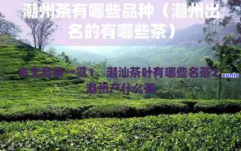 潮汕茶叶有哪些品种-潮汕茶叶有哪些品种好喝